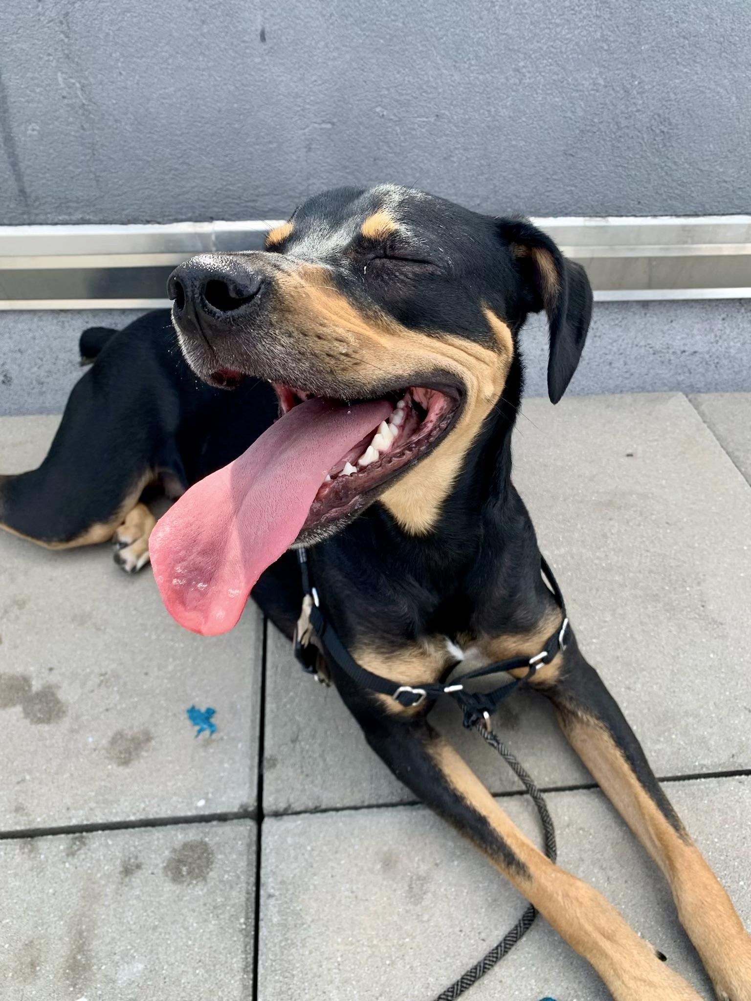 Oscar Courtesty Post