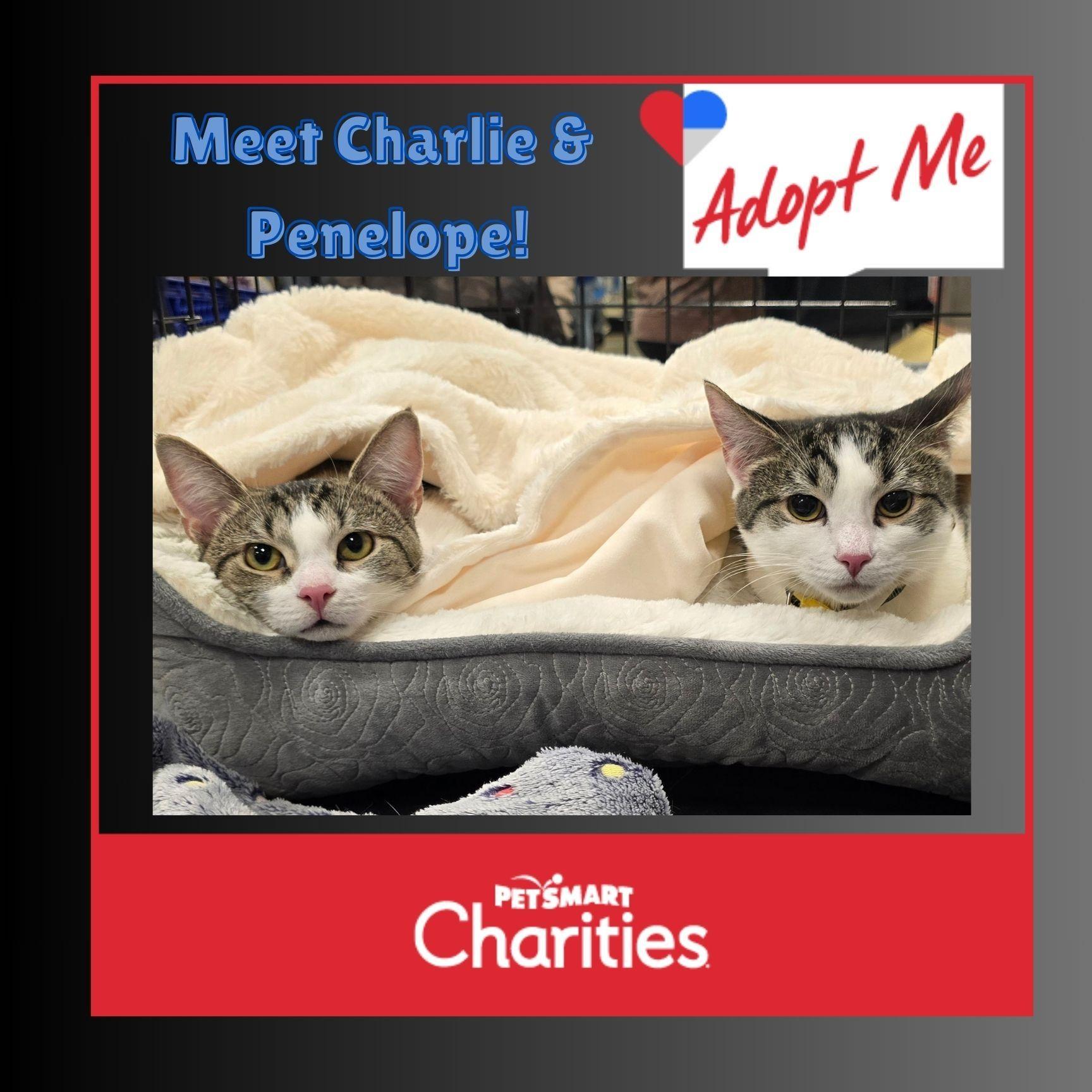 Charlie & Penelopethe Perfect
