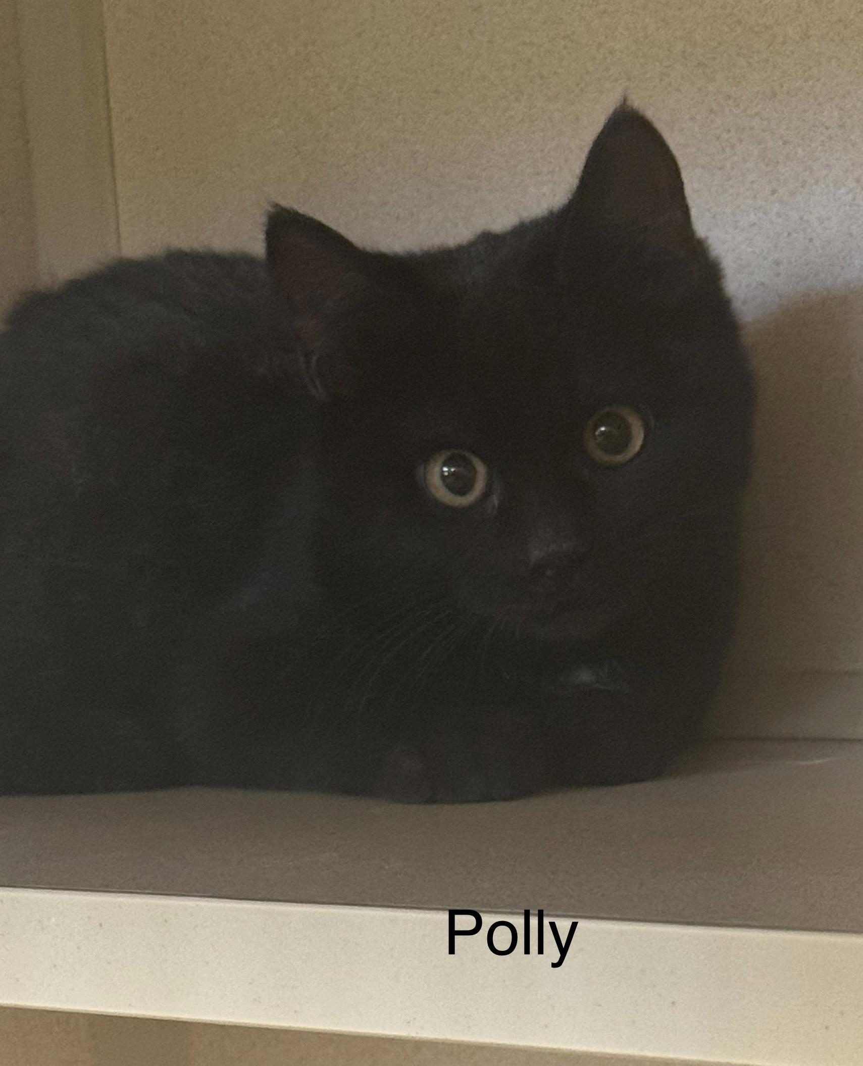 Polly photo 1