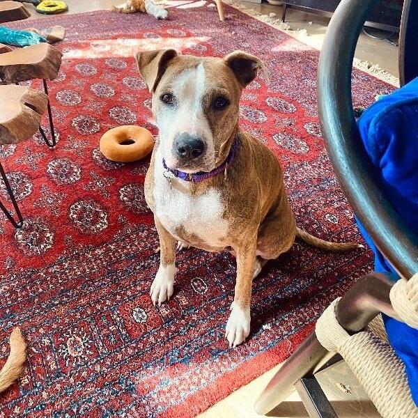 Josie Rosie Loves To