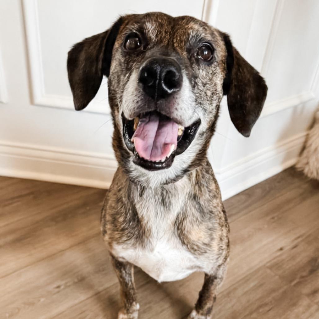 A senior medium-sized male Brindle Mixed Breed dog named Tyson for adoption in Cincinnati, OH