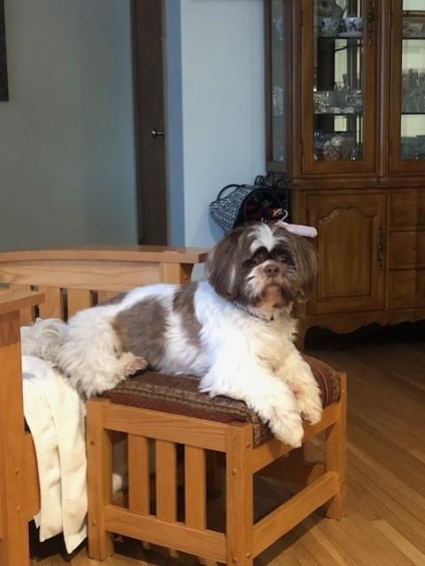 An adult small-sized male White / Cream Shih Tzu dog named Prince for adoption in Eden Prairie, MN