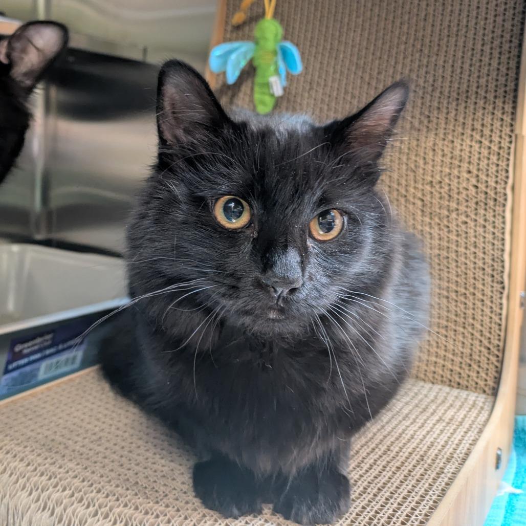A baby medium-sized female Black Domestic Short Hair cat named Molly Jones for adoption in South Burlington, VT