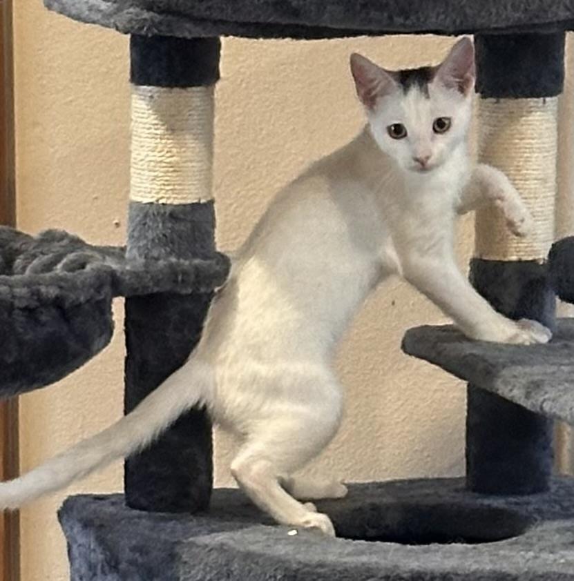 A baby medium-sized female White Domestic Short Hair cat named Shorty for adoption in Conroe, TX