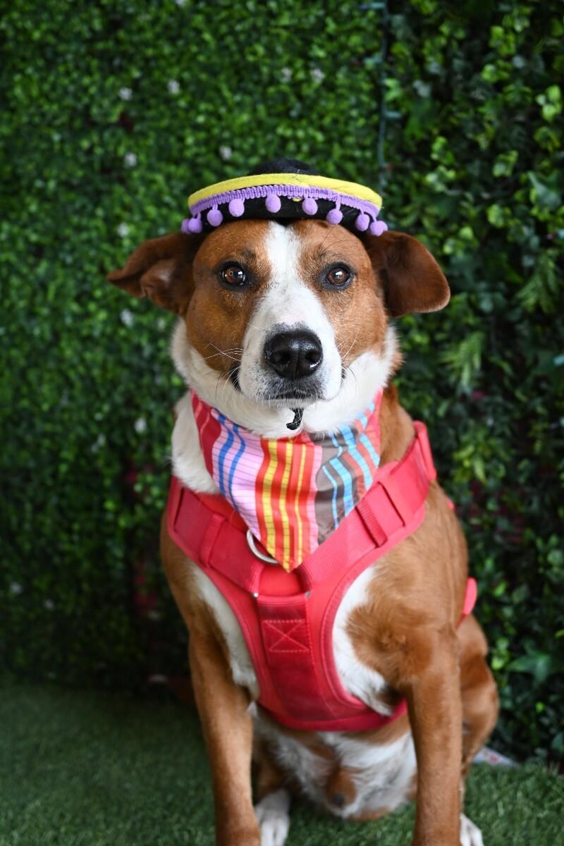A young large-sized male Red / Chestnut / Orange Foxhound dog named Nacho for adoption in Carlsbad, CA