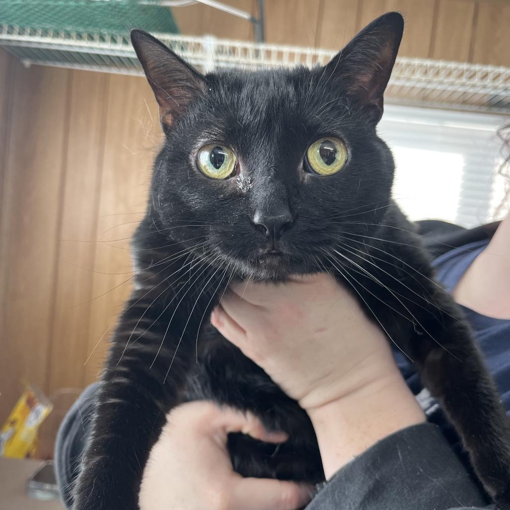 An adult large-sized female Black Domestic Short Hair cat named Luna Lulu for adoption in Columbiana, AL