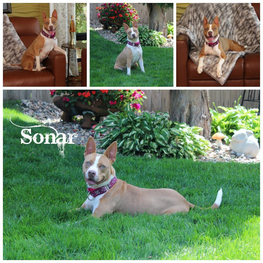 Sonar