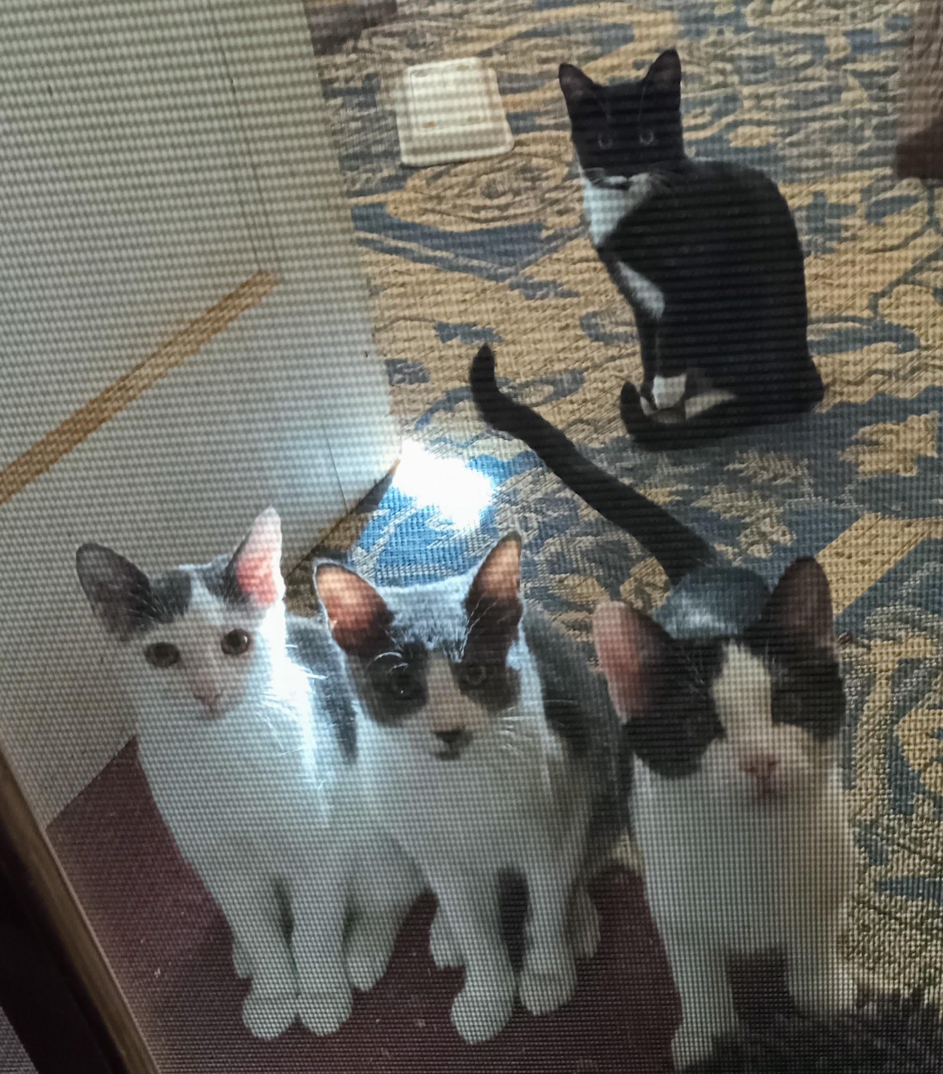 Sarah Conner photo 1