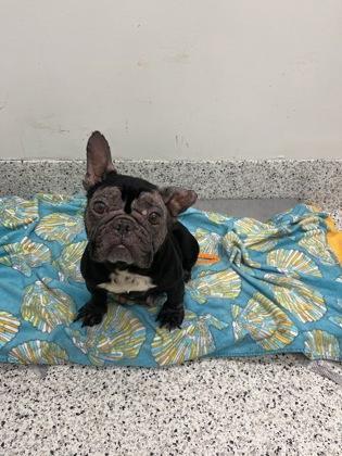 An adult small-sized female Mixed Breed dog named Jewel for adoption in Atlanta, GA