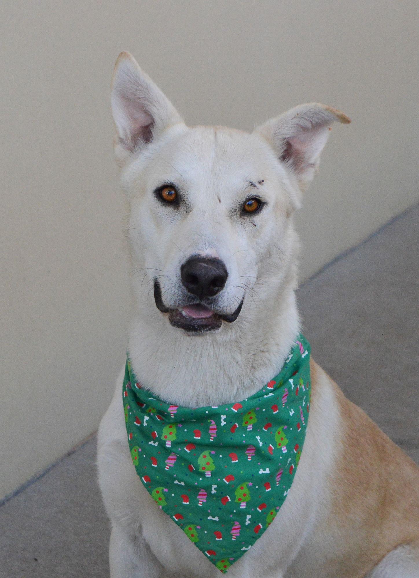A young large-sized male Husky dog named Dickens for adoption in McKinney, TX