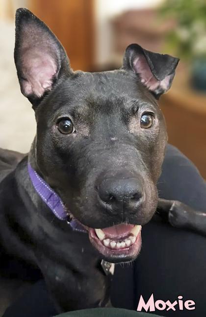 An adult medium-sized female Pit Bull Terrier dog named Moxie for adoption in Mason, MI