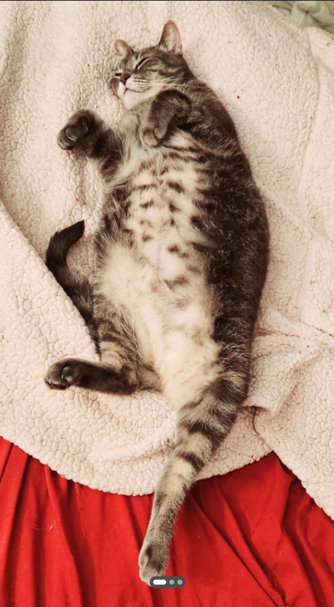 A senior medium-sized female Gray / Blue / Silver Egyptian Mau cat named Cleopatra for adoption in BEVERLY HILLS, CA