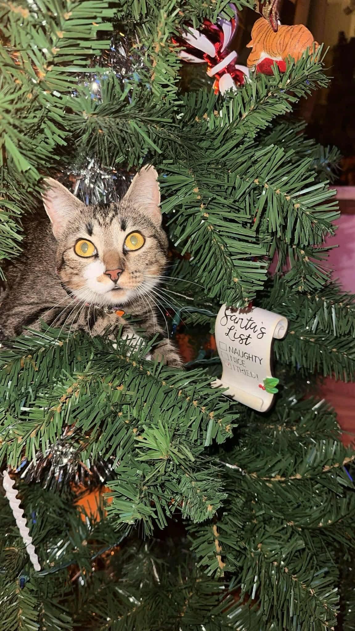 A young medium-sized female Tabby (Brown / Chocolate) Domestic Short Hair cat named Rosie % Off for adoption in Gladstone, OR