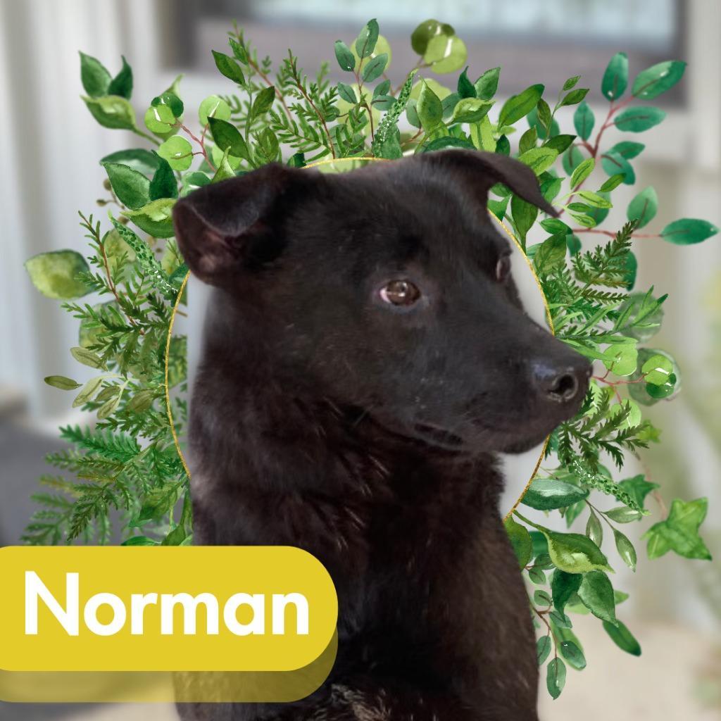 Norman