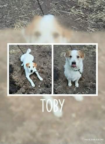 Toby