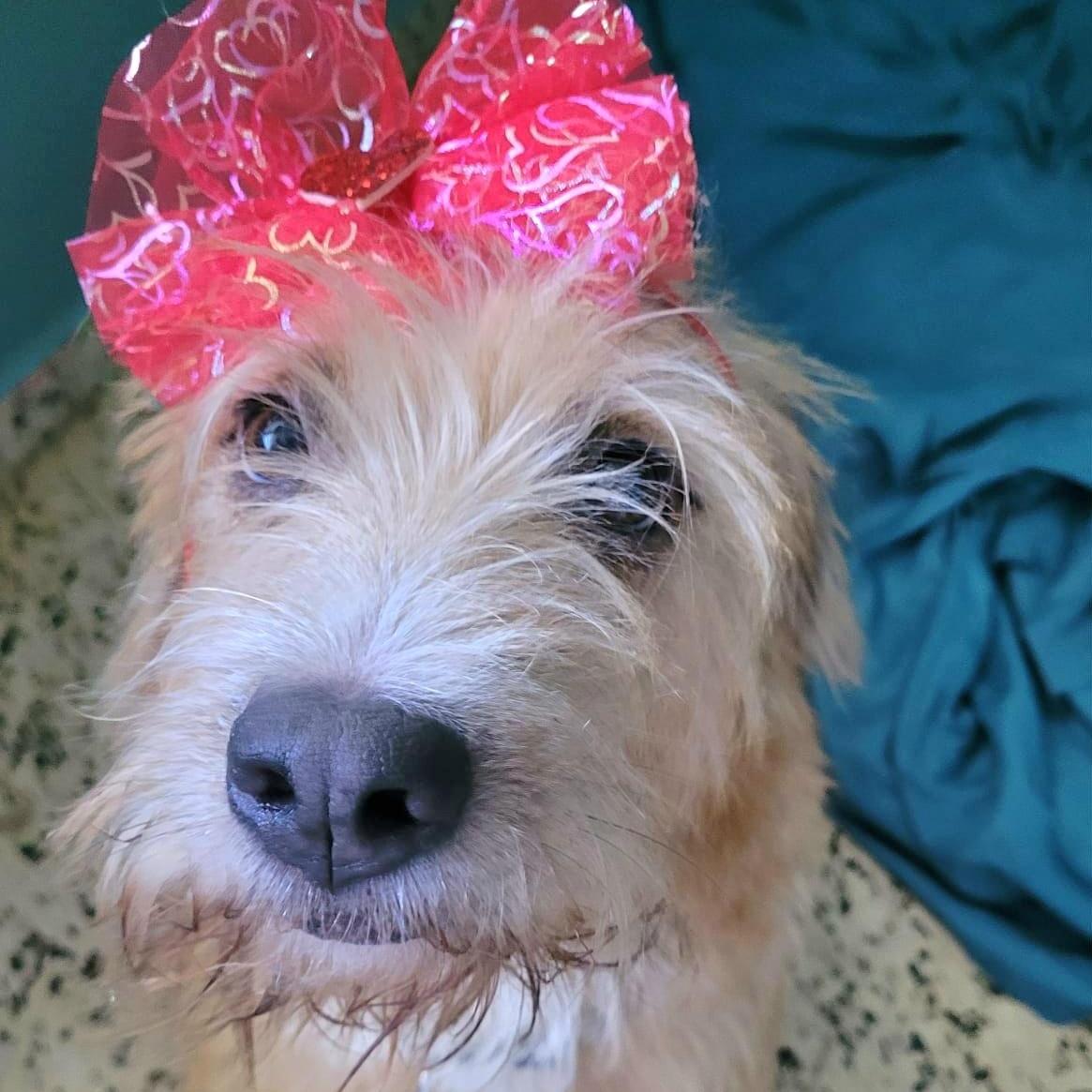 Sandy Simone Urgent Forever photo 1