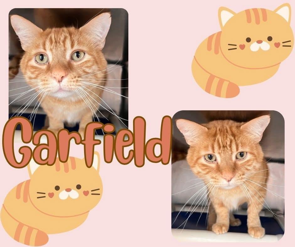 Garfield