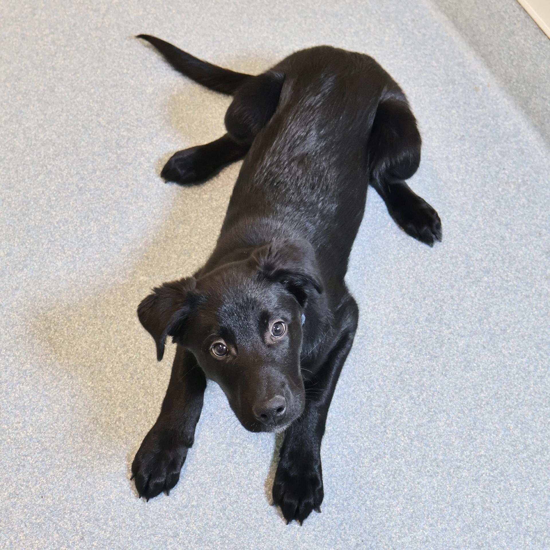 A baby medium-sized male Border Collie dog named Verso for adoption in Briarcliff Manor, NY