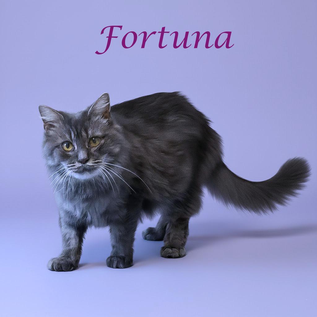 Fortuna C