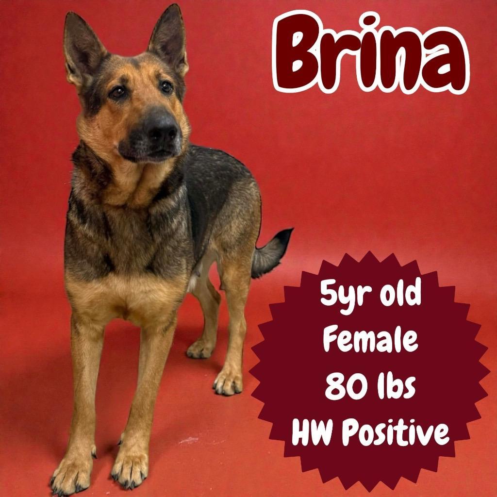 Brina