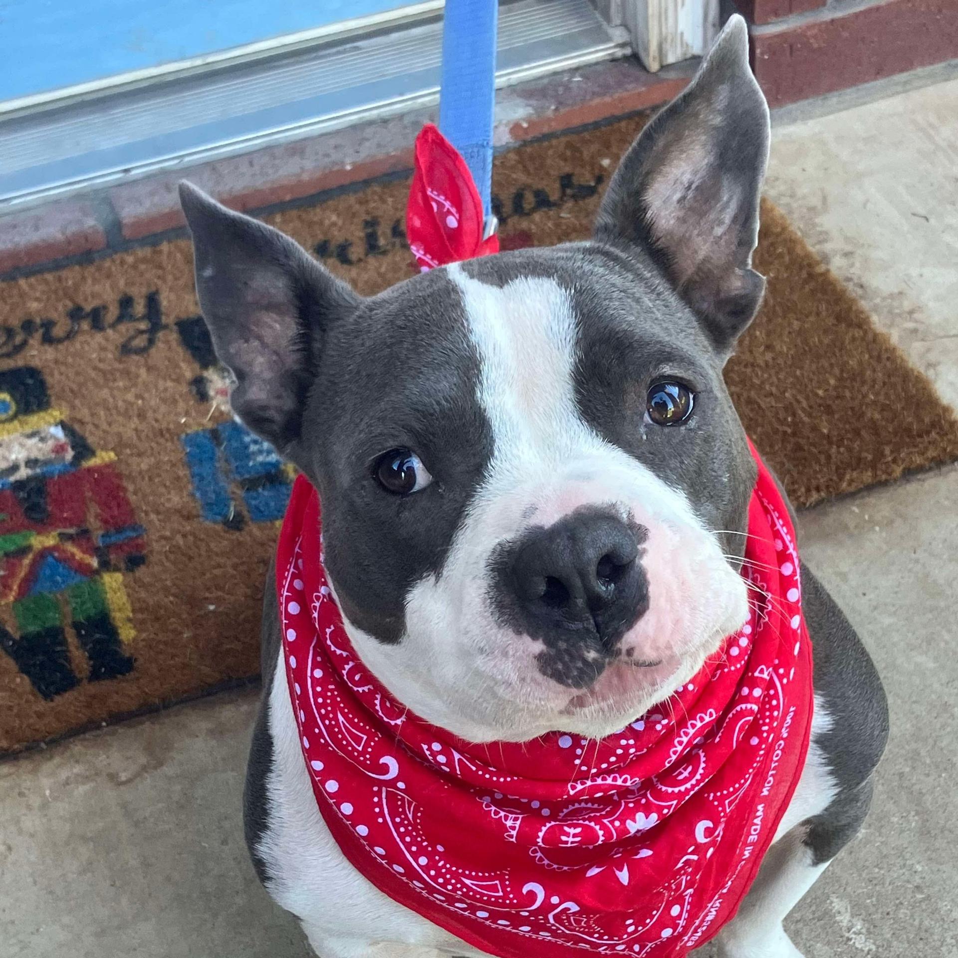 A young medium-sized female Gray / Blue / Silver American Bully dog named Charlotte for adoption in Warren, RI