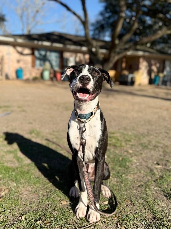 Dakota Darling Certified Lover