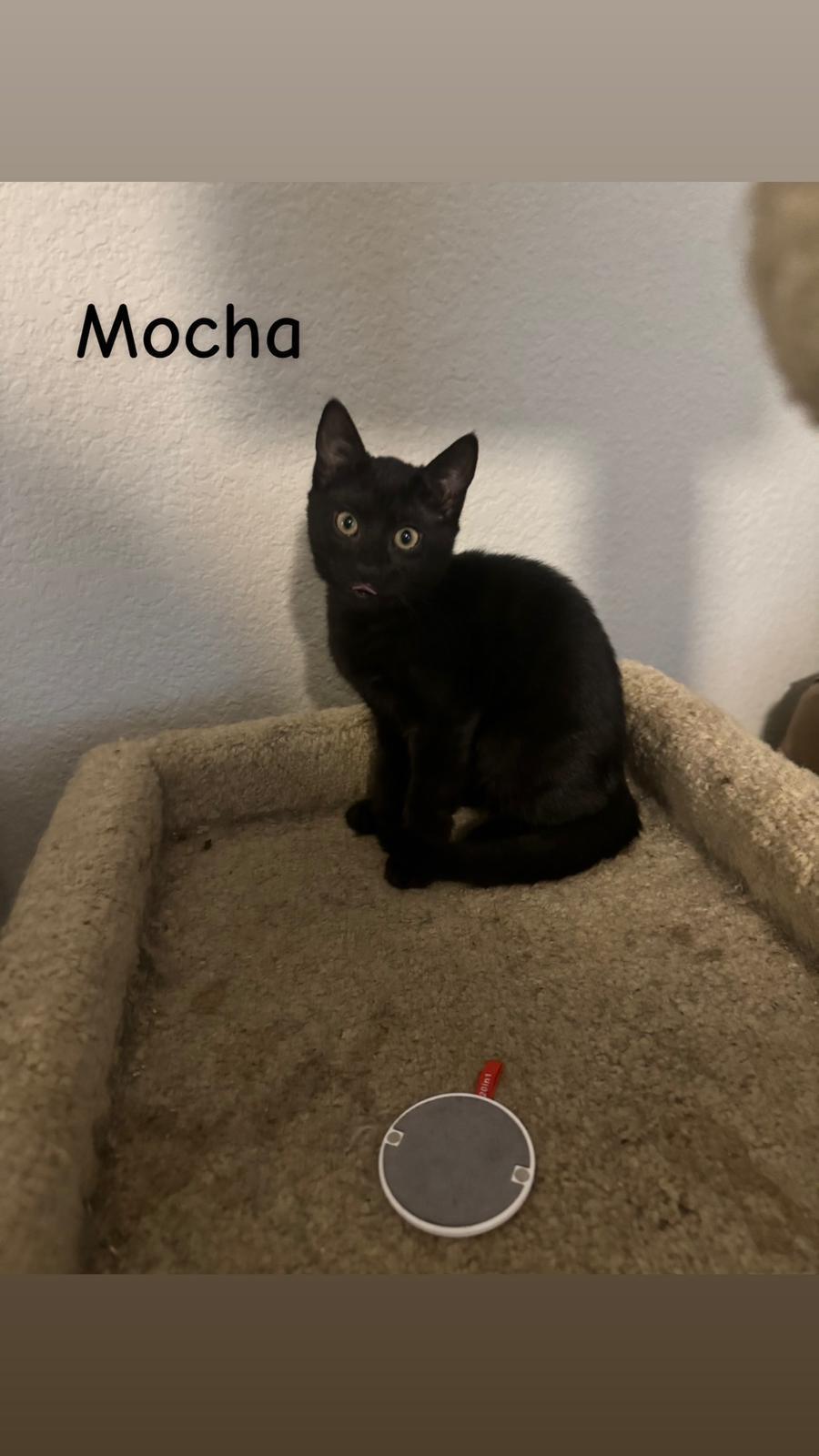 Mocha