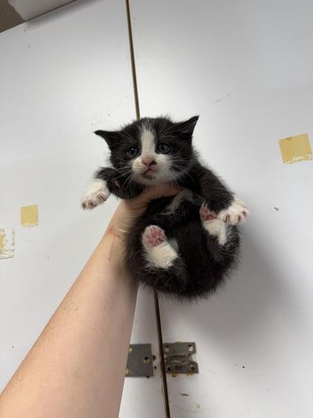 Johnny B. Goode photo 1