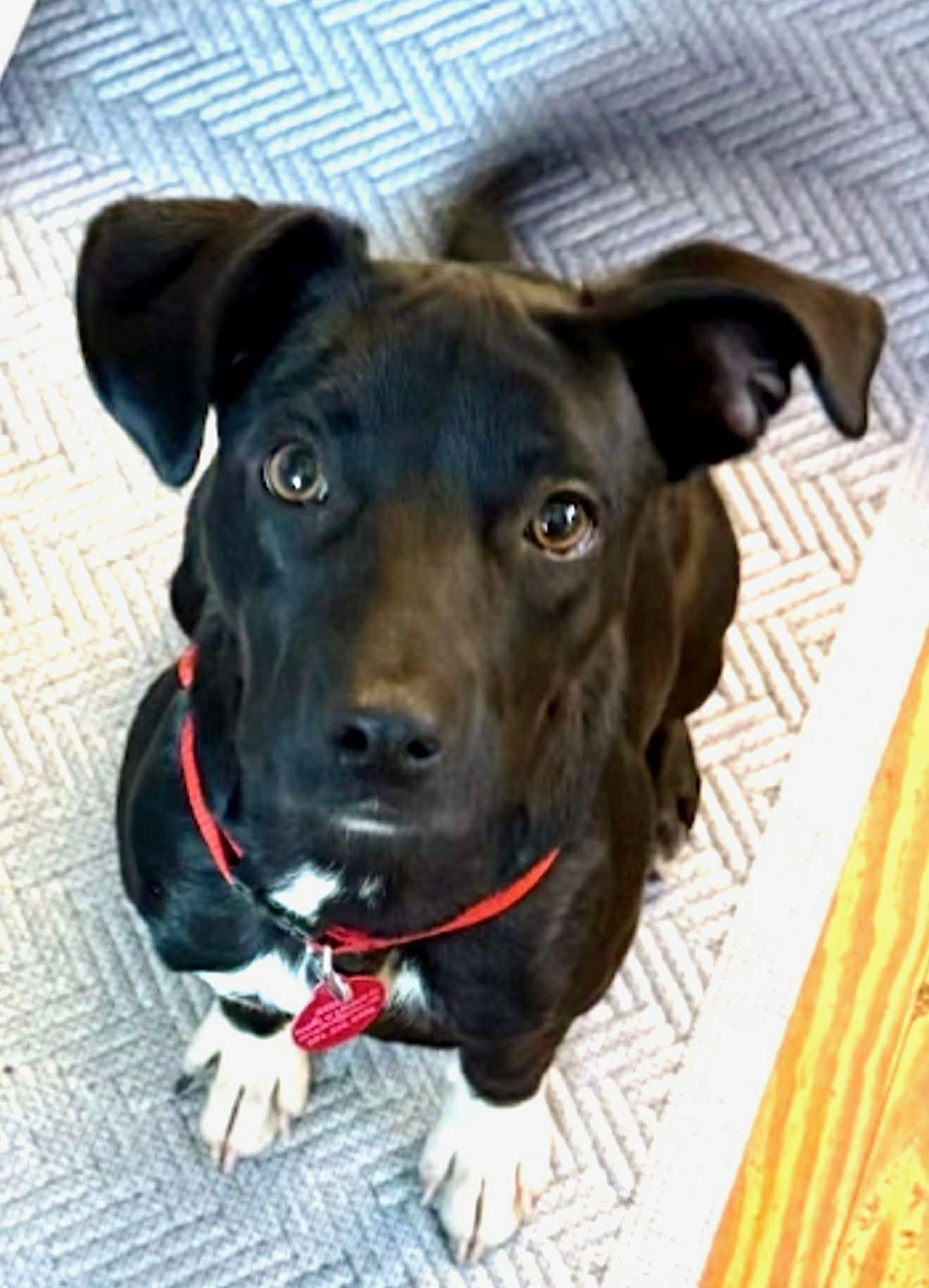 A baby medium-sized female Terrier dog named Aspen for adoption in Greenbrier, AR