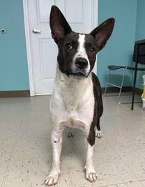 An adult medium-sized female Australian Cattle Dog / Blue Heeler dog named Annabelle for adoption in Madison, NJ