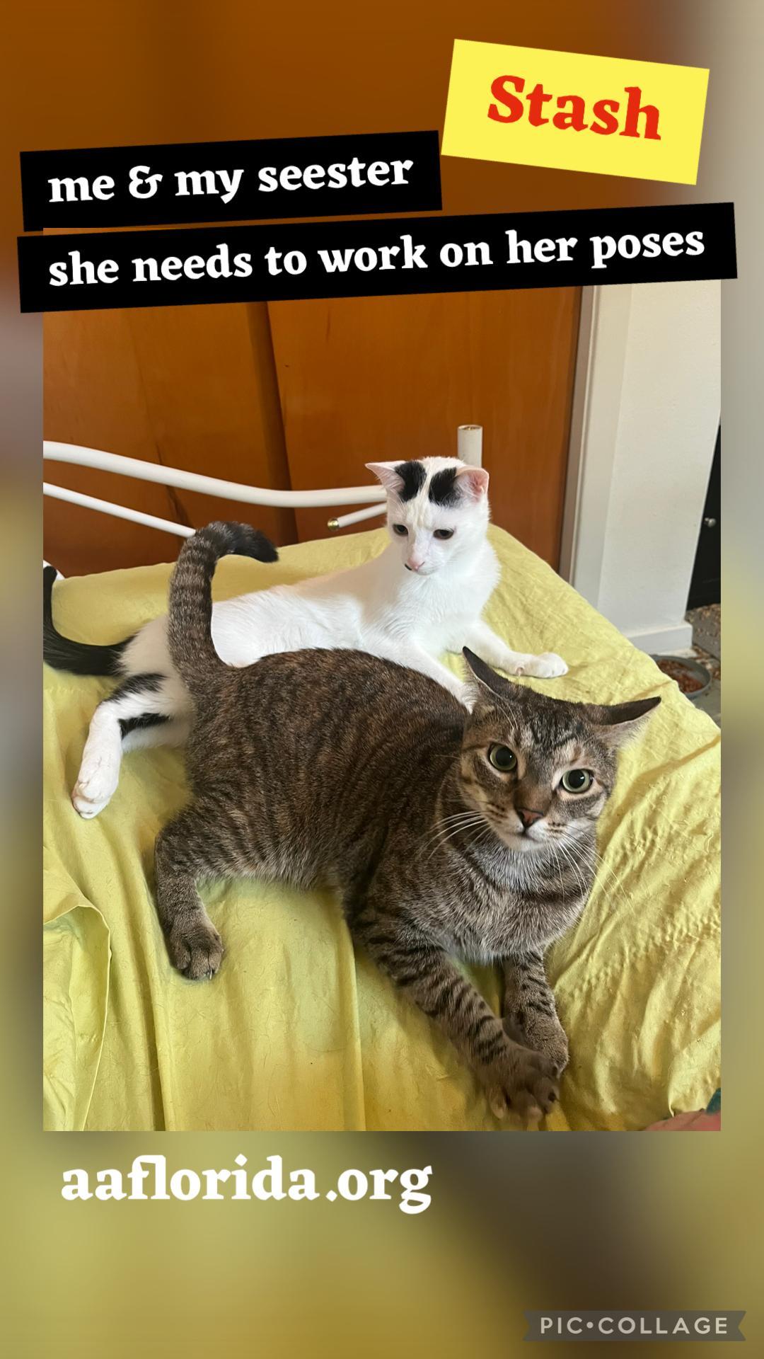 Stash & Heather Grey