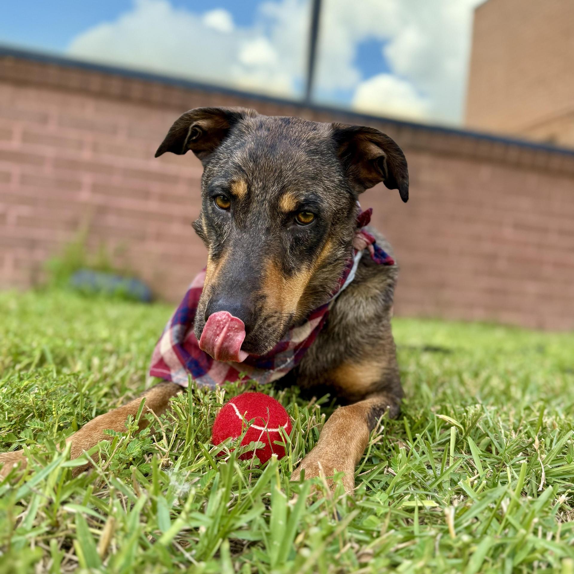 An adult medium-sized male Catahoula Leopard Dog dog named Riff Scorpion for adoption in angleton, TX