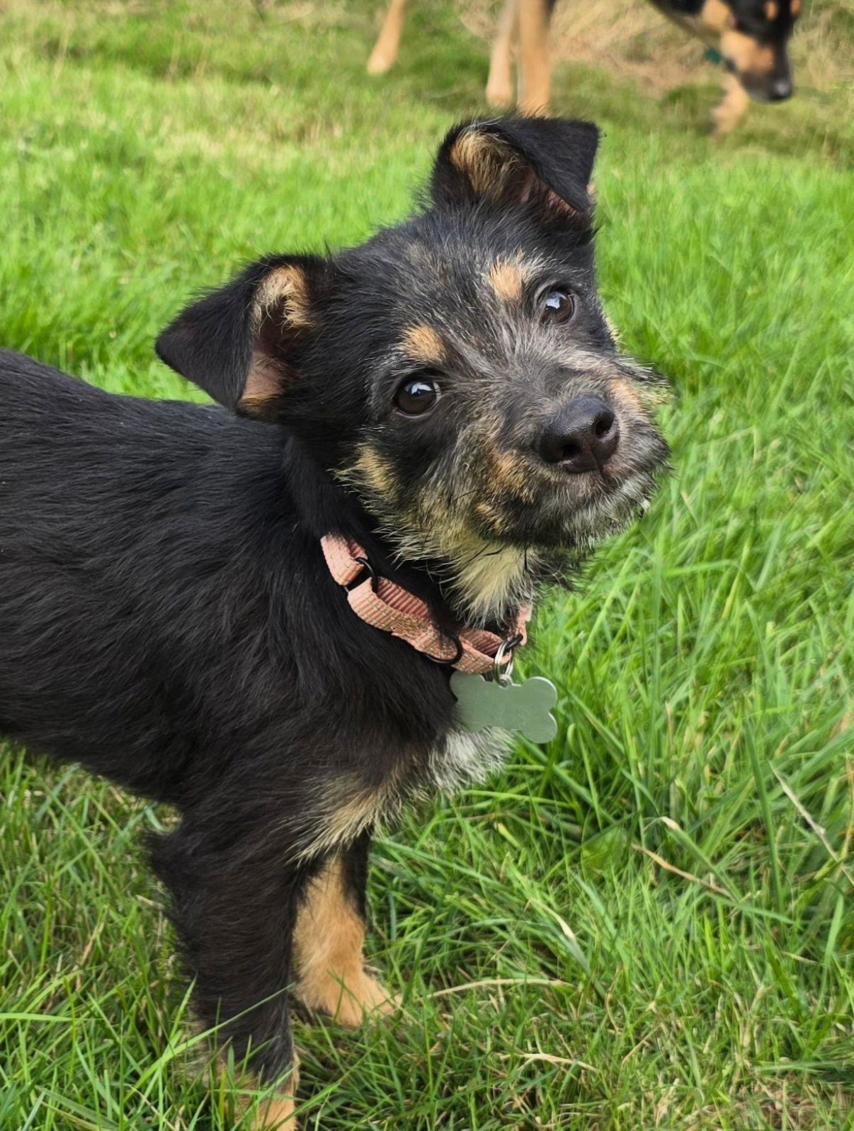 A baby medium-sized female Shepherd dog named Audrey for adoption in Bothell, WA