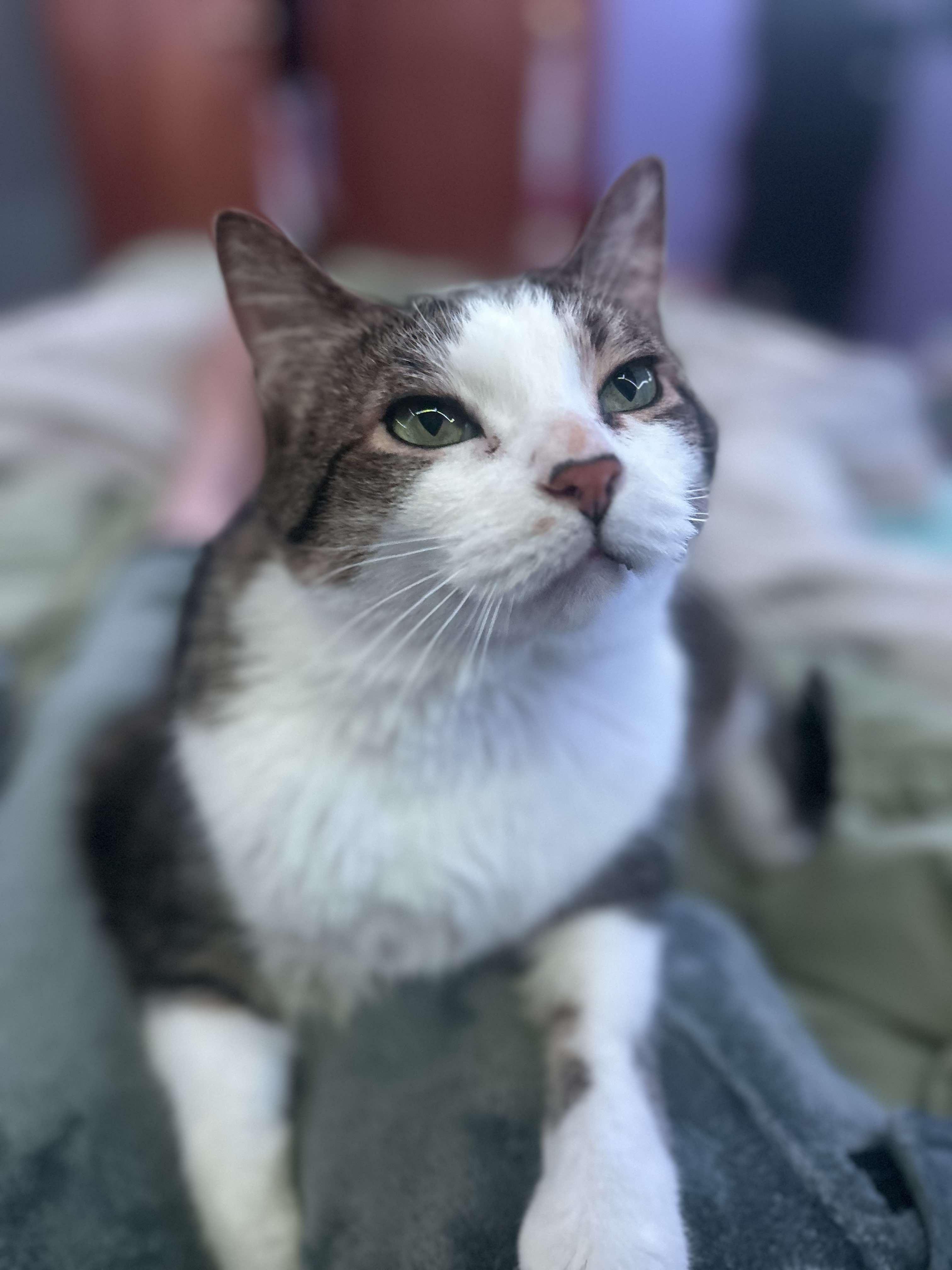 King Louie And Baloo