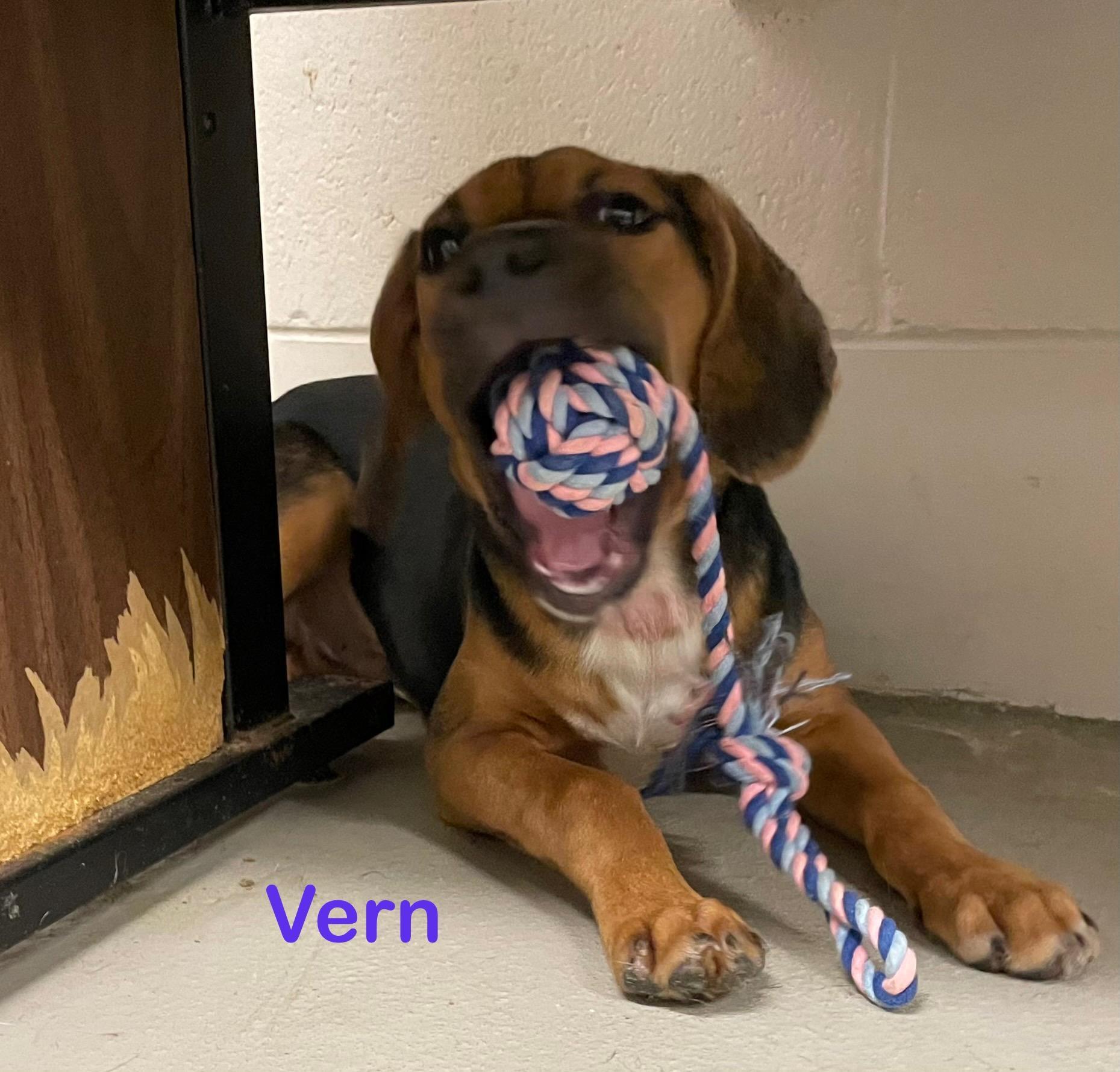 A baby medium-sized male Tricolor (Brown, Black, & White) Hound dog named Vern Hold for adoption in Canton, OH