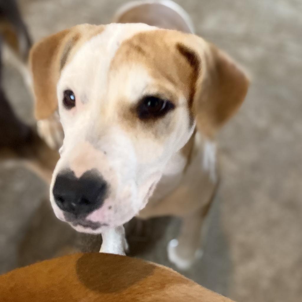 Pepper Graduated From Pawsinprison.