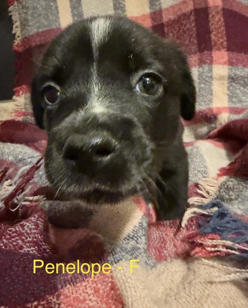 Penelope