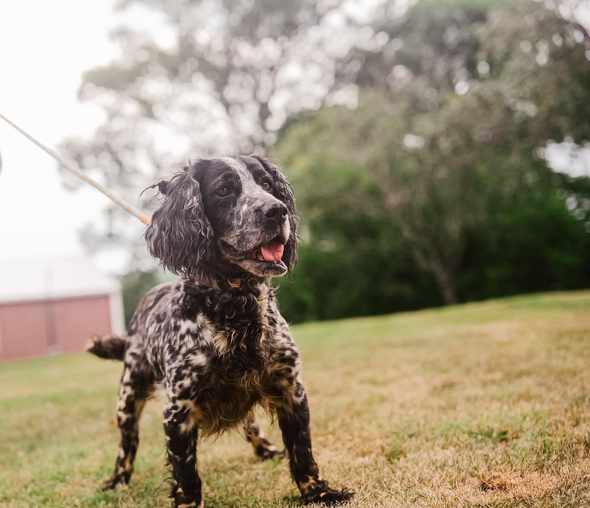 A senior medium-sized female Black English Springer Spaniel dog named Louise Transport for adoption in Gradyville, KY