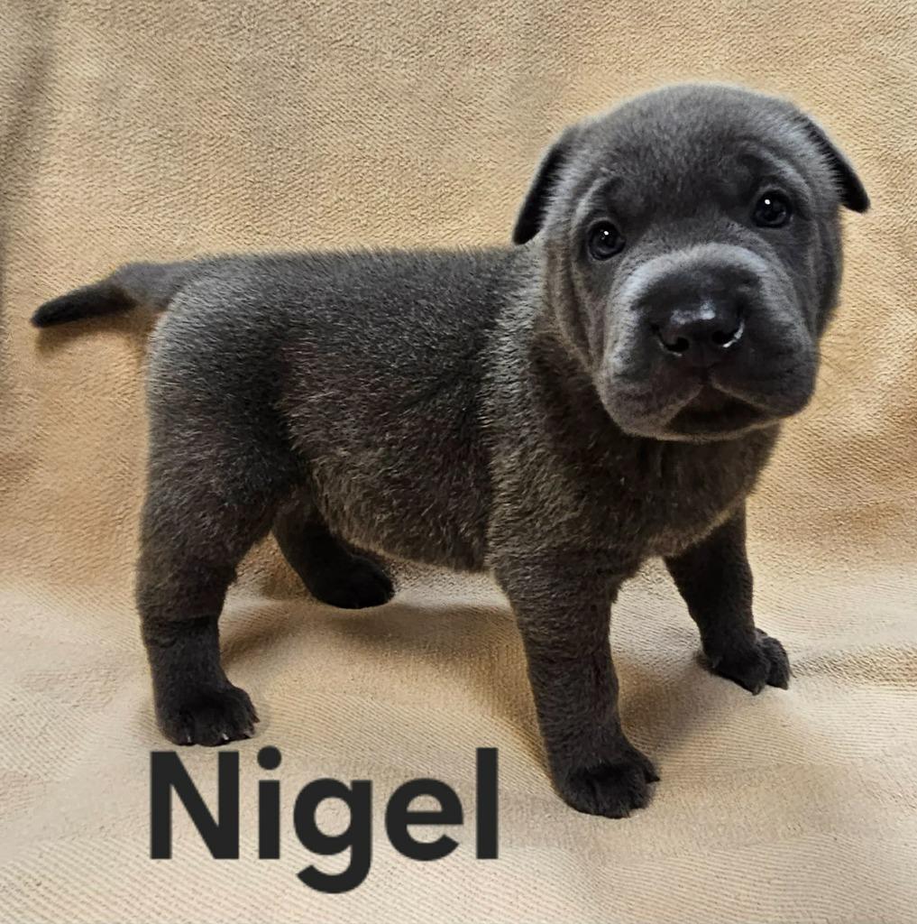 Nigel
