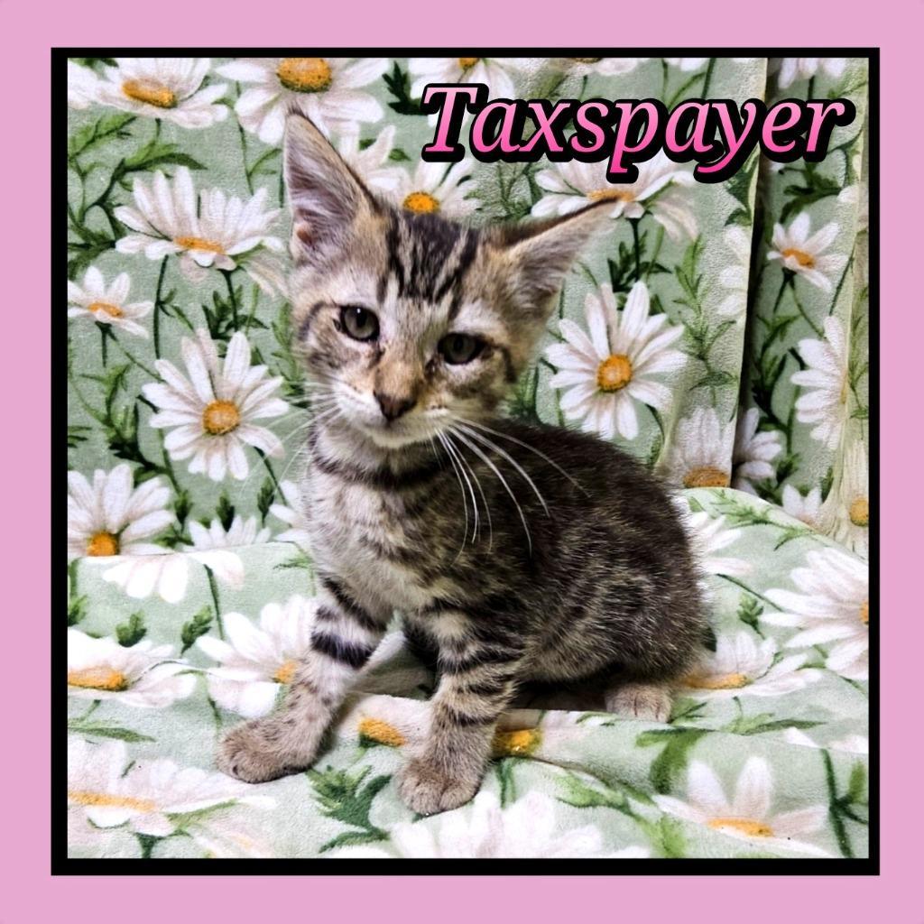 Taxspayer