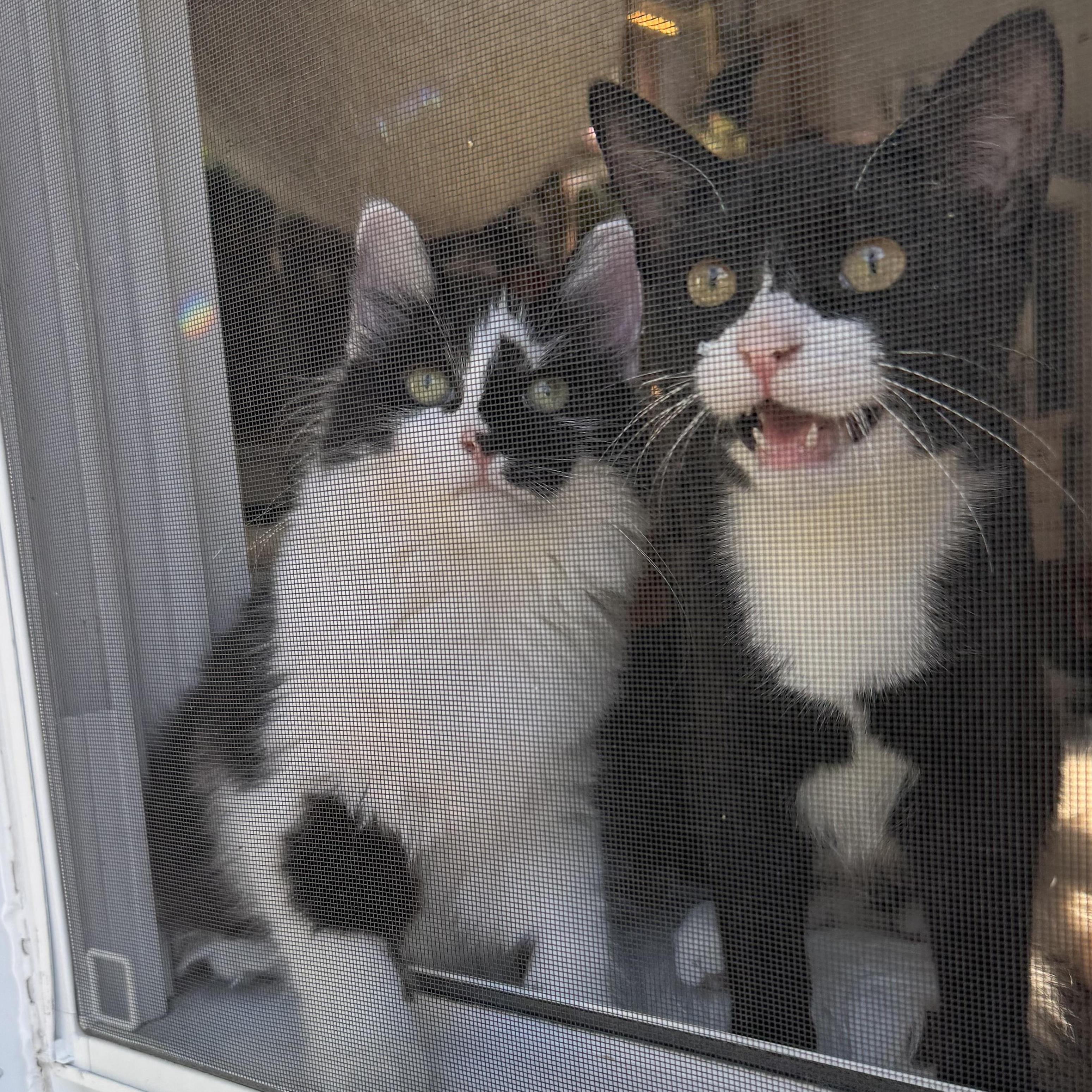 Romeo & Juxtaposed Juliet!