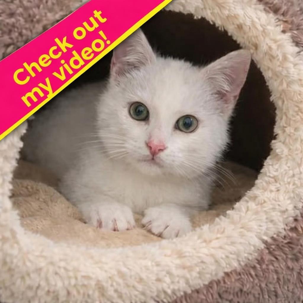 Meet Shortcake — A