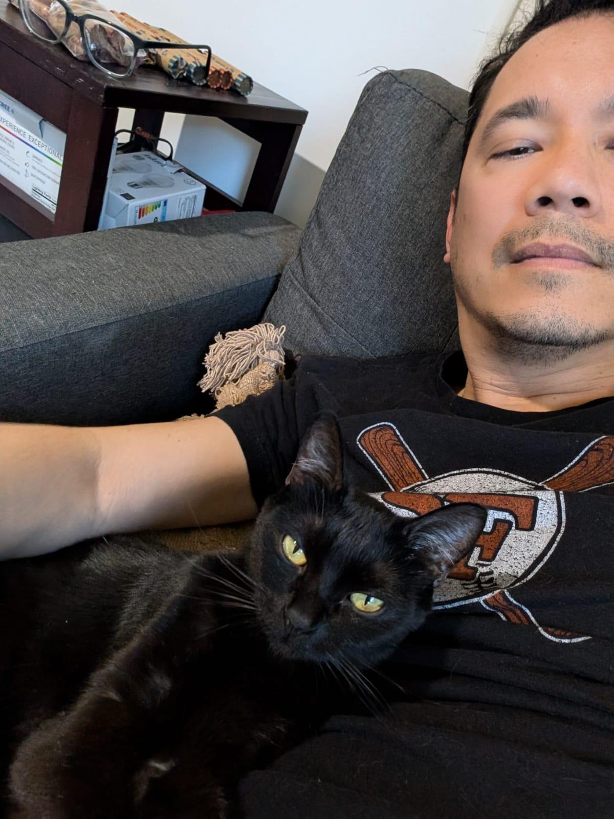 A young medium-sized female Black Domestic Short Hair cat named Vera — Your Best for adoption in San Francisco, CA