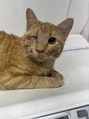 Papaya Fka Cat Orange