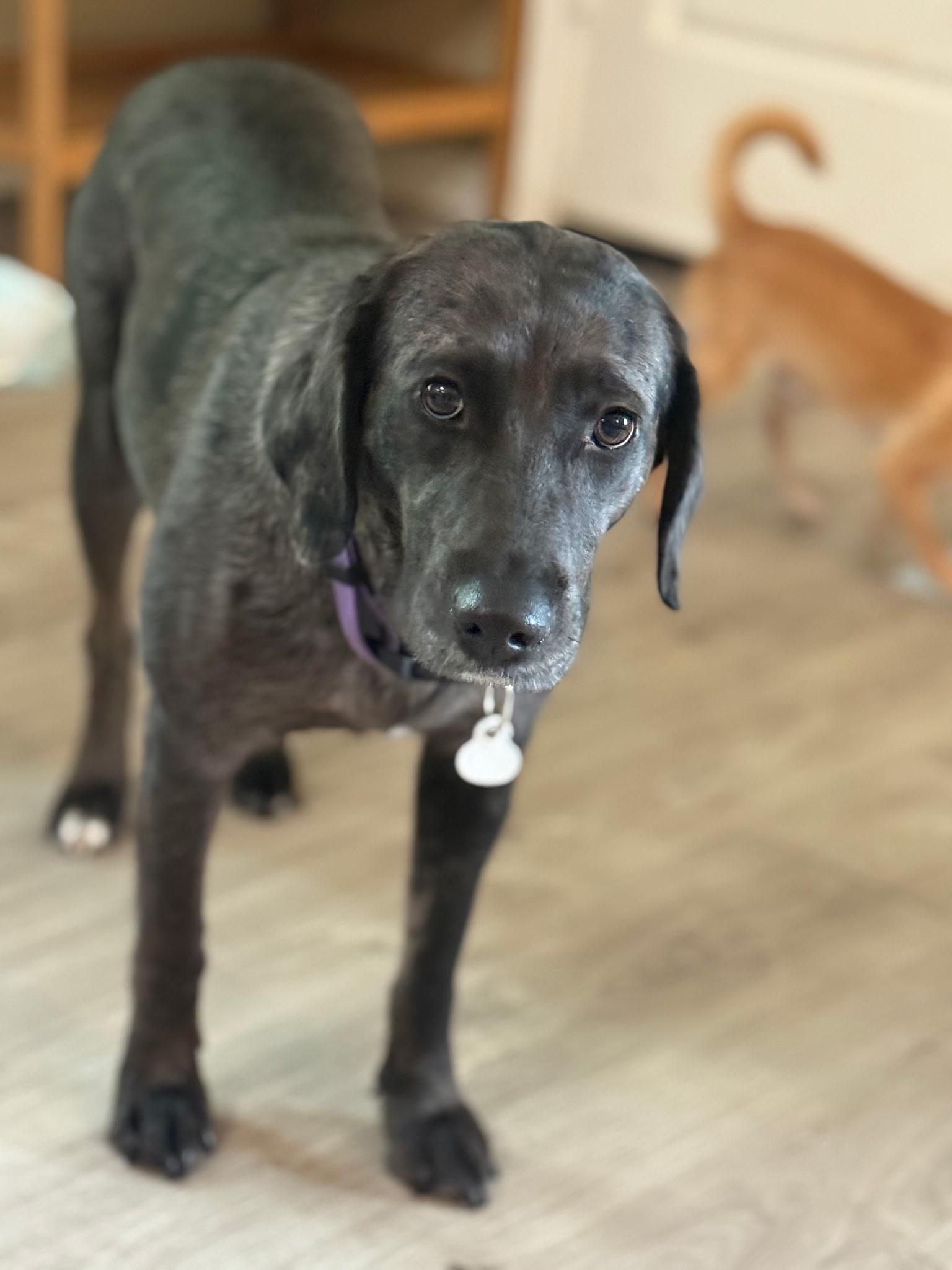 A young medium-sized female Black Catahoula Leopard Dog dog named Toffee for adoption in Longview, TX