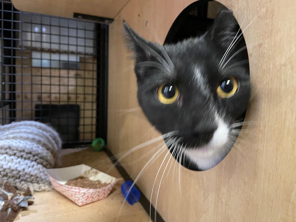 A young medium-sized male Domestic Short Hair cat named Toby Tux for adoption in New York, NY