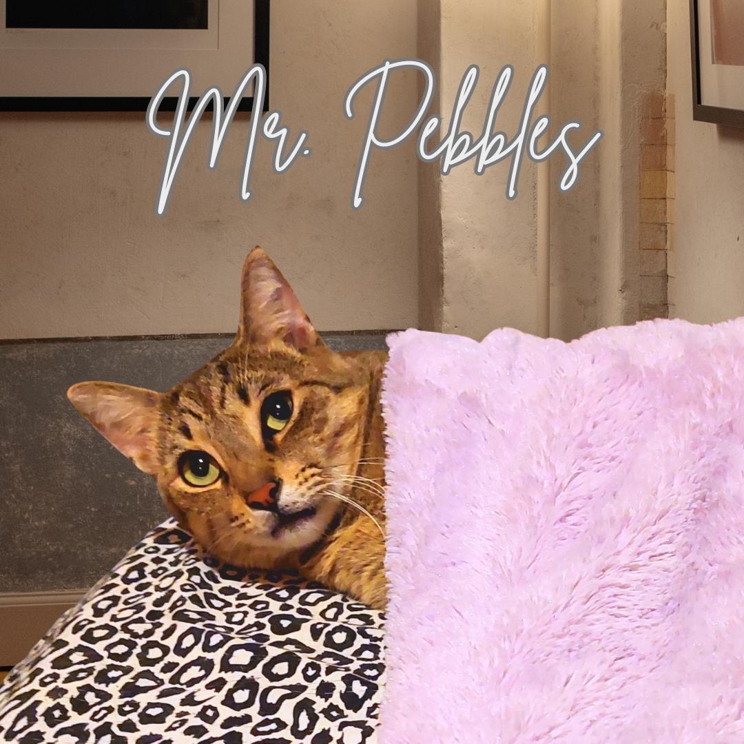 Mr. Pebbles