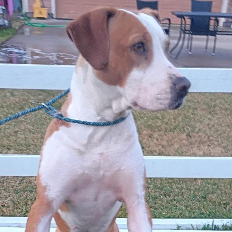 An adult medium-sized male Brown / Chocolate American Foxhound dog named Scoobyscoob's Story for adoption in Houston, TX
