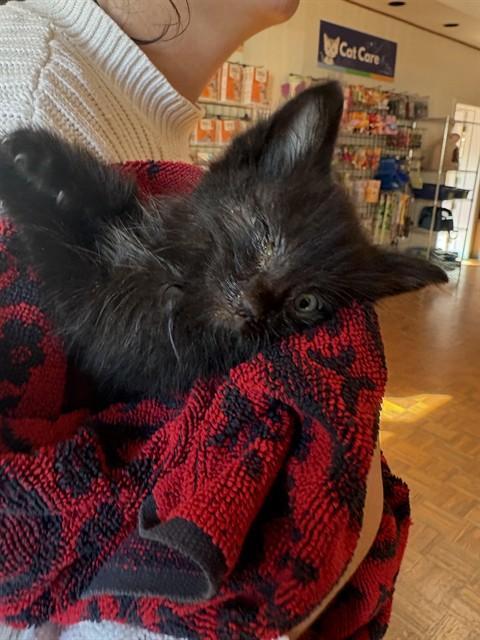 A baby small-sized female Domestic Medium Hair cat named Asapa for adoption in Santa Barbara, CA