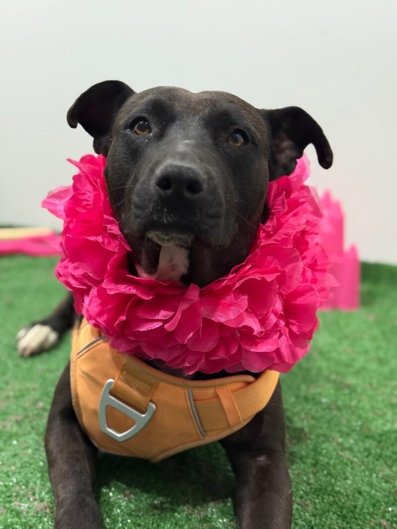 A young medium-sized female Black Pit Bull Terrier dog named Cora for adoption in Carlsbad, CA